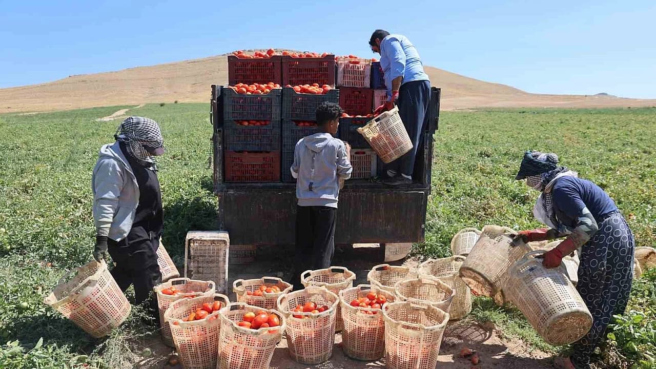 Mevsimlik İşçilerin Elazığ’da Ekmek Mücadelesi Sürüyor