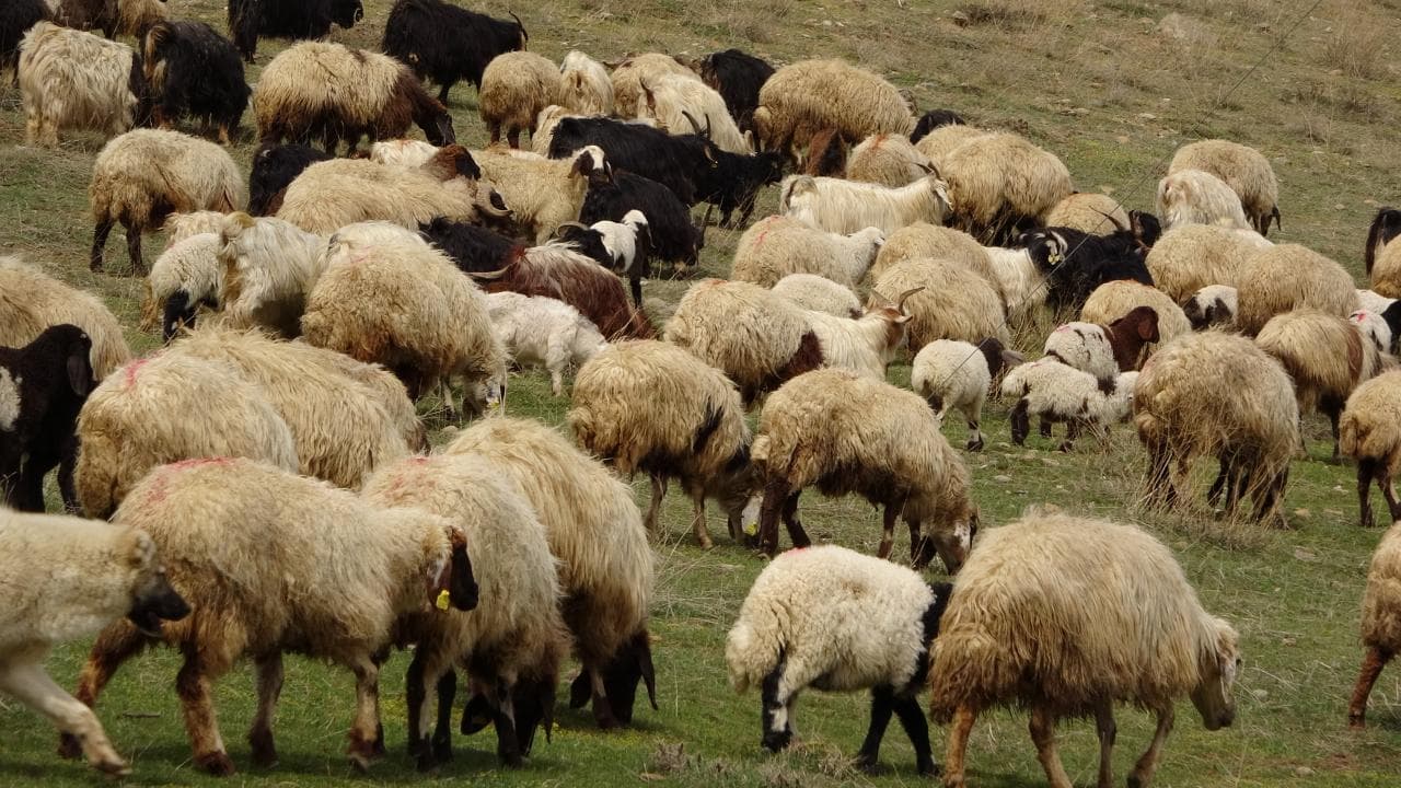 Dünya'nın en eski hayvan fosillerinden biri Norveç'te bir koyun çiftliğinde bulundu