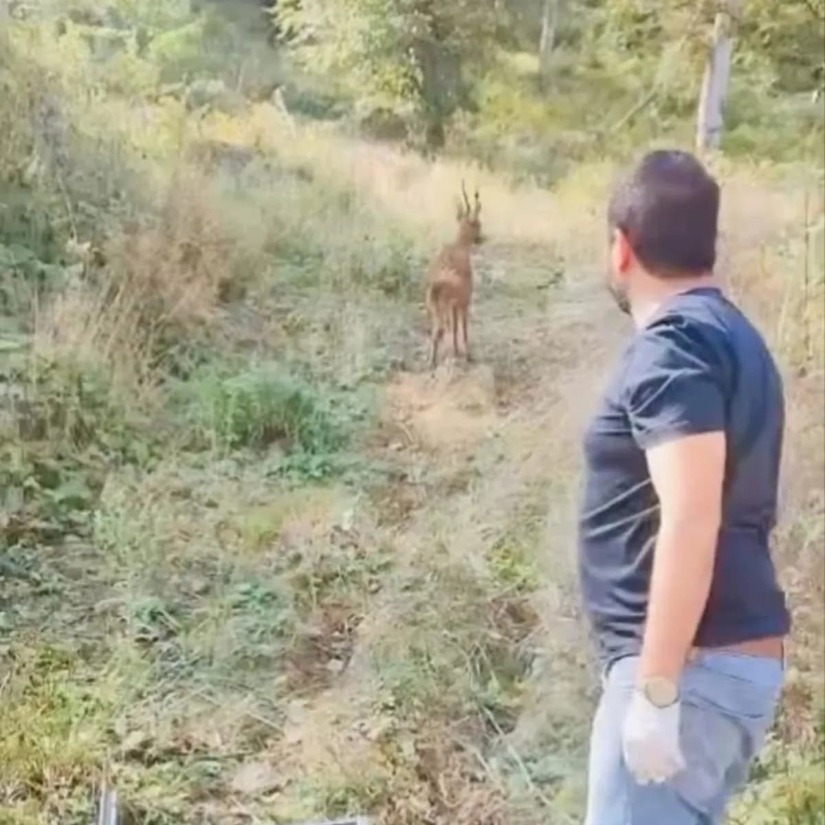 Bartın'da Yaralı Karaca Tedavisinin Ardından Doğal Yaşamına Döndü