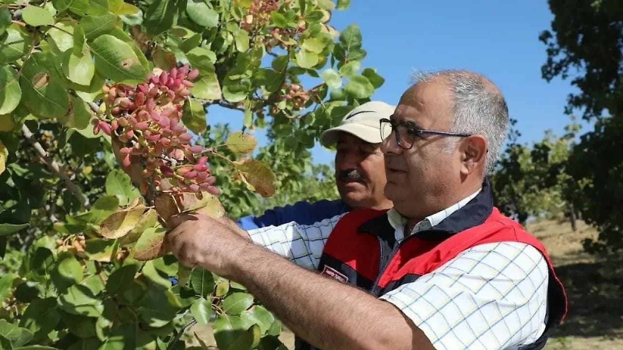 Elazığ’da Antep Fıstığı Bereketi: 38 Bin Ton Rekolte Beklentisi