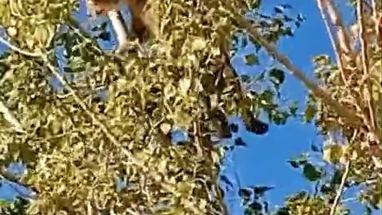 Elazığ’da Nadir Görülen Vaşak Ağaç Üzerinde Görüntülendi