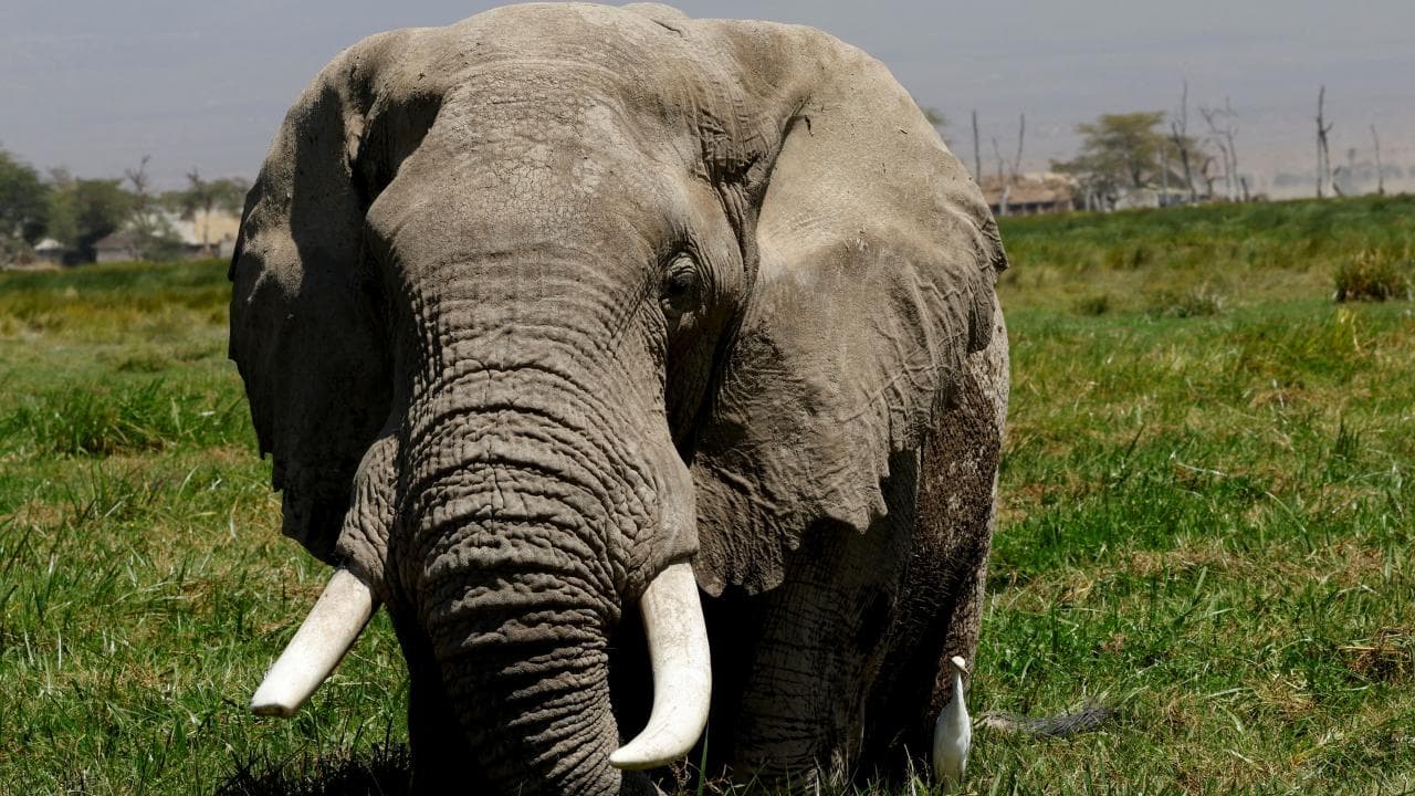 Afrika Fillerinin"eczaneleri" doğada olabilir