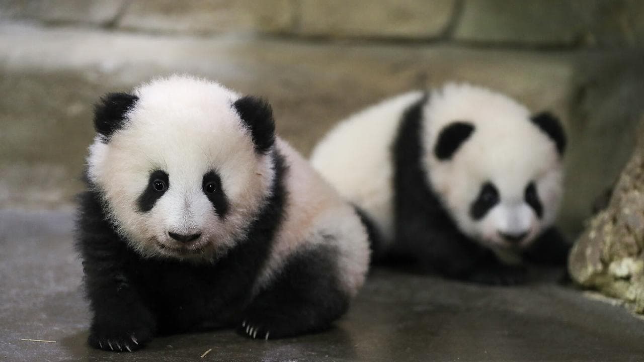 Panda Diplomasisi Yeniden Canlanıyor: Sevimli Elçiler ABD'ye Yola Çıktı