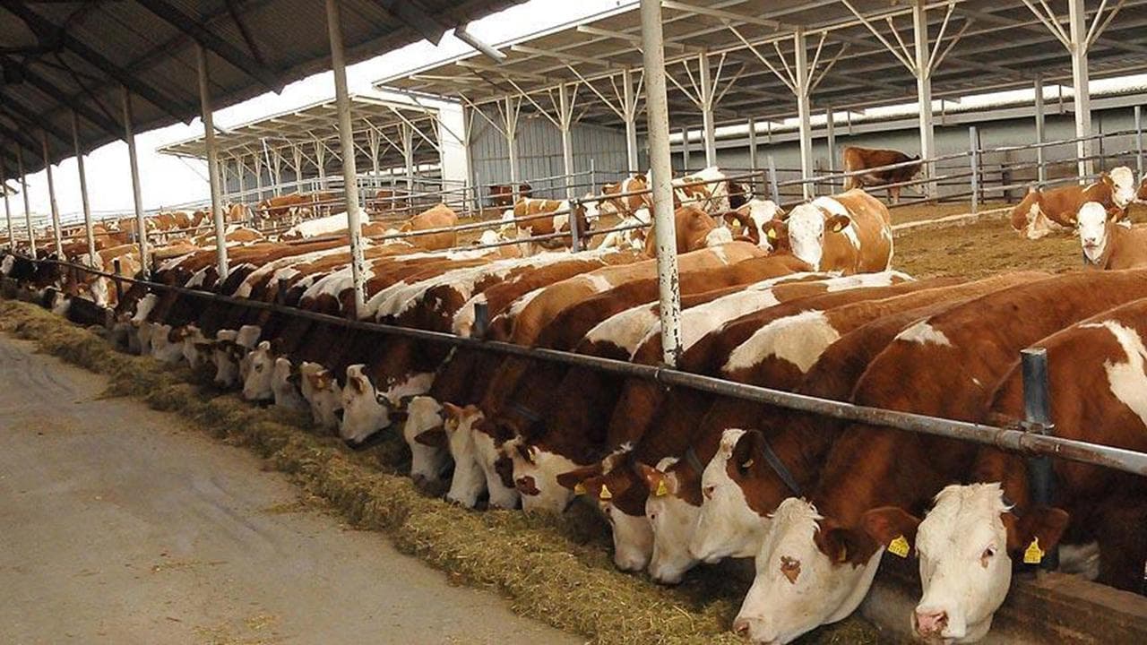 Gelecek Yıl 480 Bin Baş Erkek Sığır İthal Edilecek
