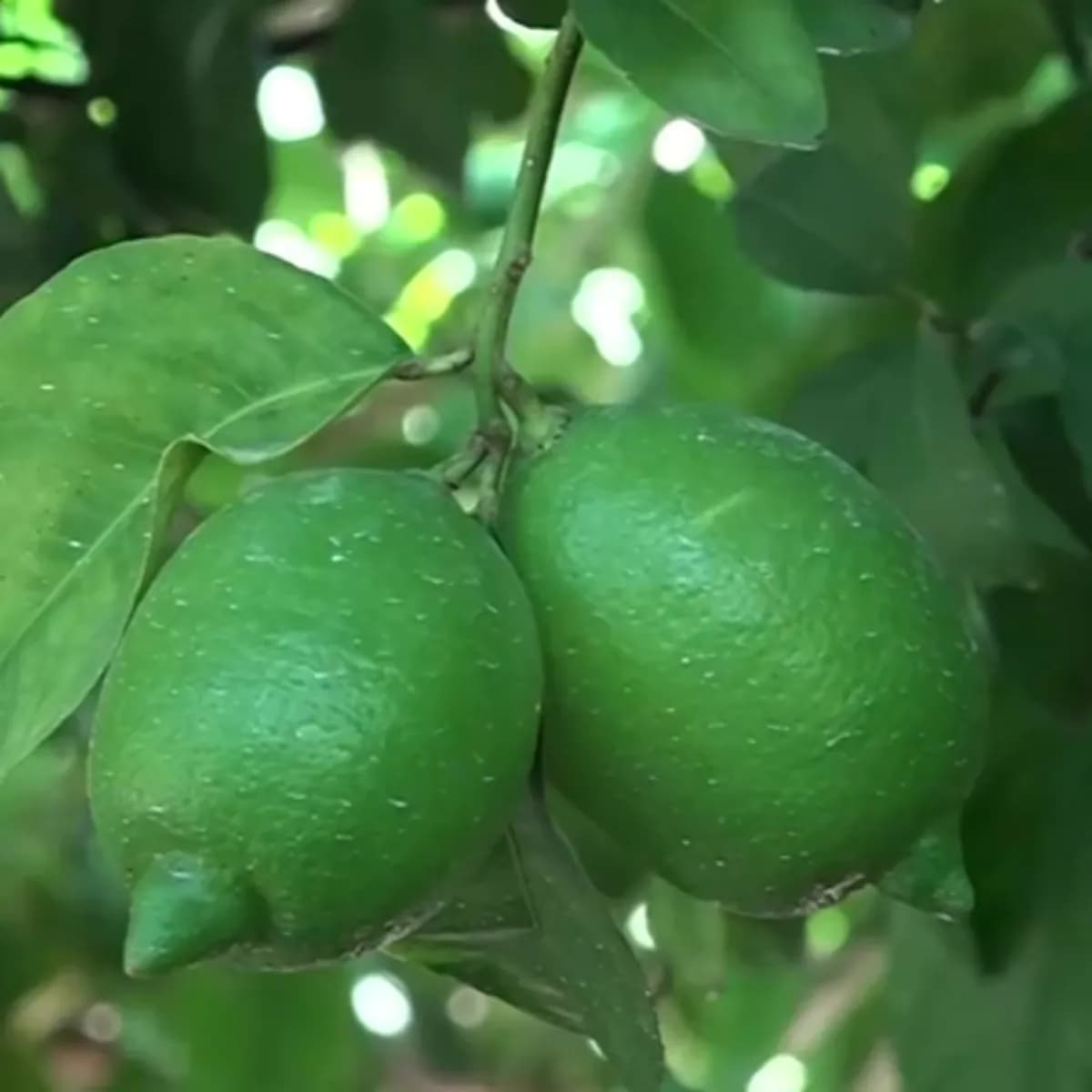 Limon Üreticisini Savaş Vurdu: Nakliye Maliyetleri Fırladı