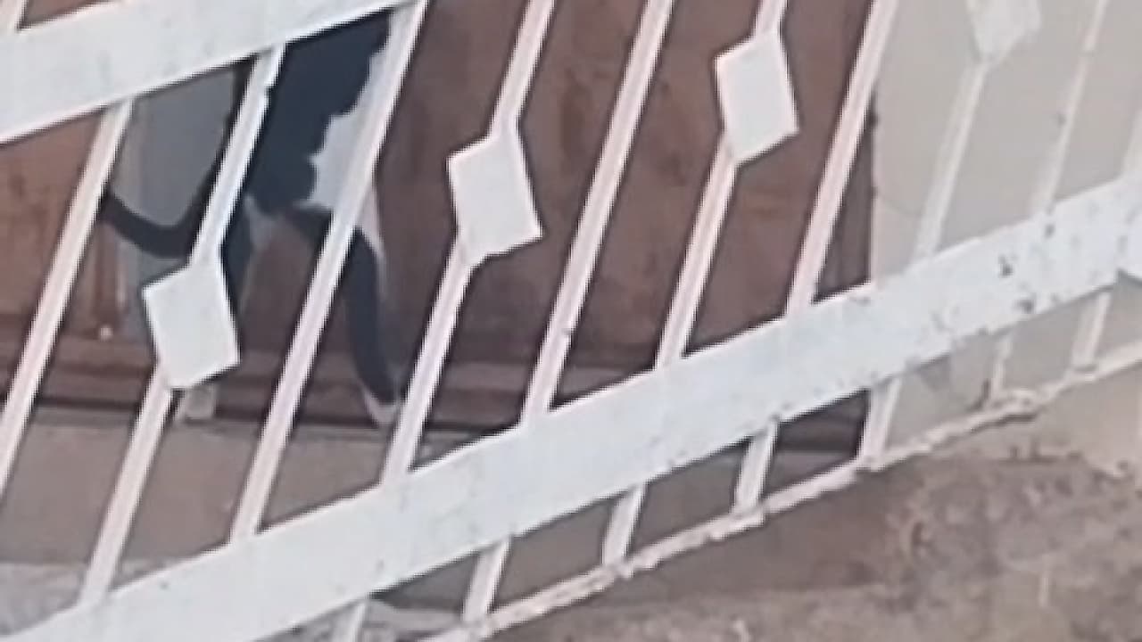 Elazığ’da Şaşırtan Anlar: Kedi Kapıyı Açıp Eve Girdi