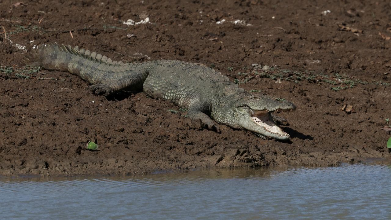 Singapur'da sahte timsah görüntüsü başına iş açtı