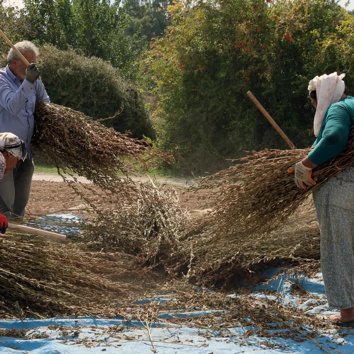 Muğla’da üretilip Japonya’ya gönderiliyor! Suşinin vazgeçilmezi 200 liradan satılıyor
