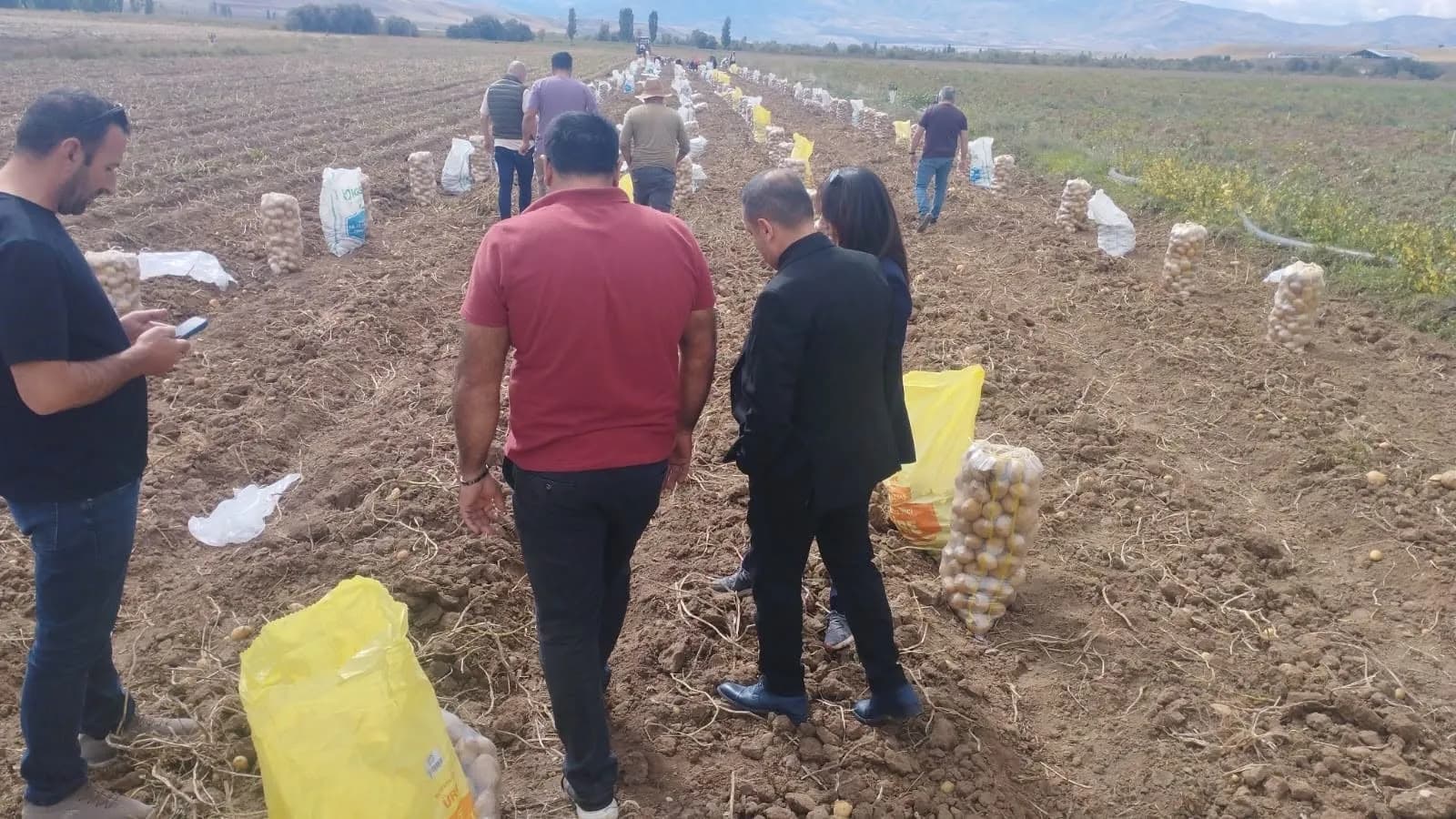 Tercan’da patates hasadı başladı! Üreticiler tarlalarda yoğun mesaiye başladı