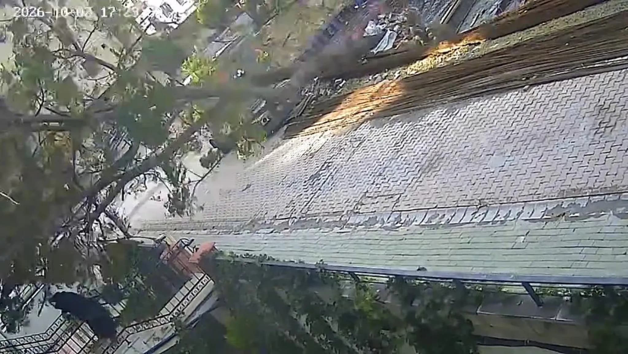 Avcılar'da Dev Ağaç Caddeye Devrildi: Facianın Eşiğinden Dönüldü