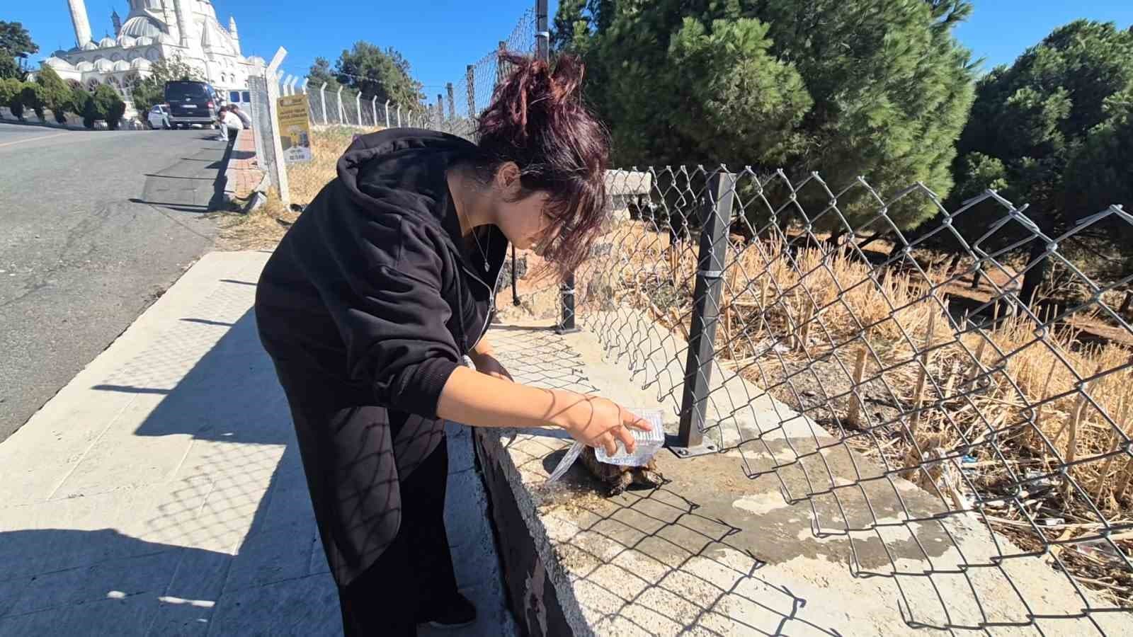 Yangın Ortasındaki Kaplumbağaya Yardım Eli