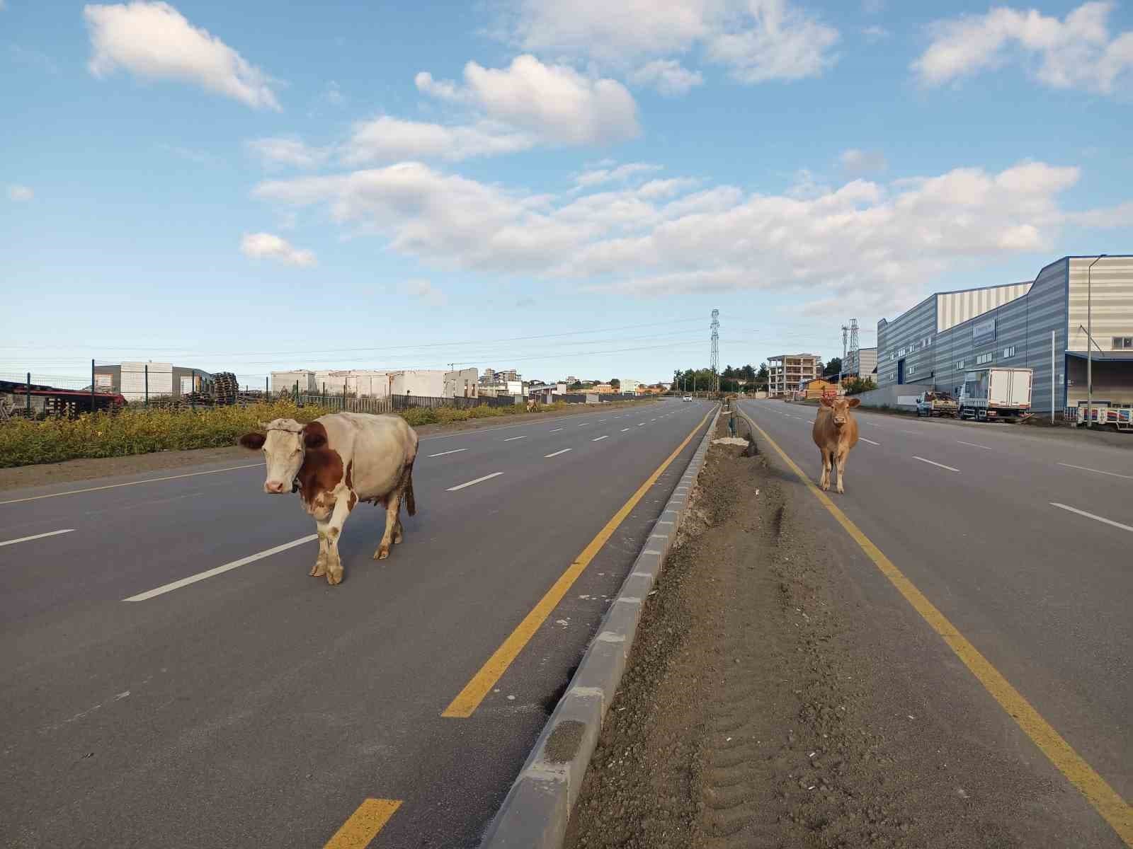 Samsun'da Yol Ortasındaki Başıboş İnekler Trafiği Tehlikeye Attı