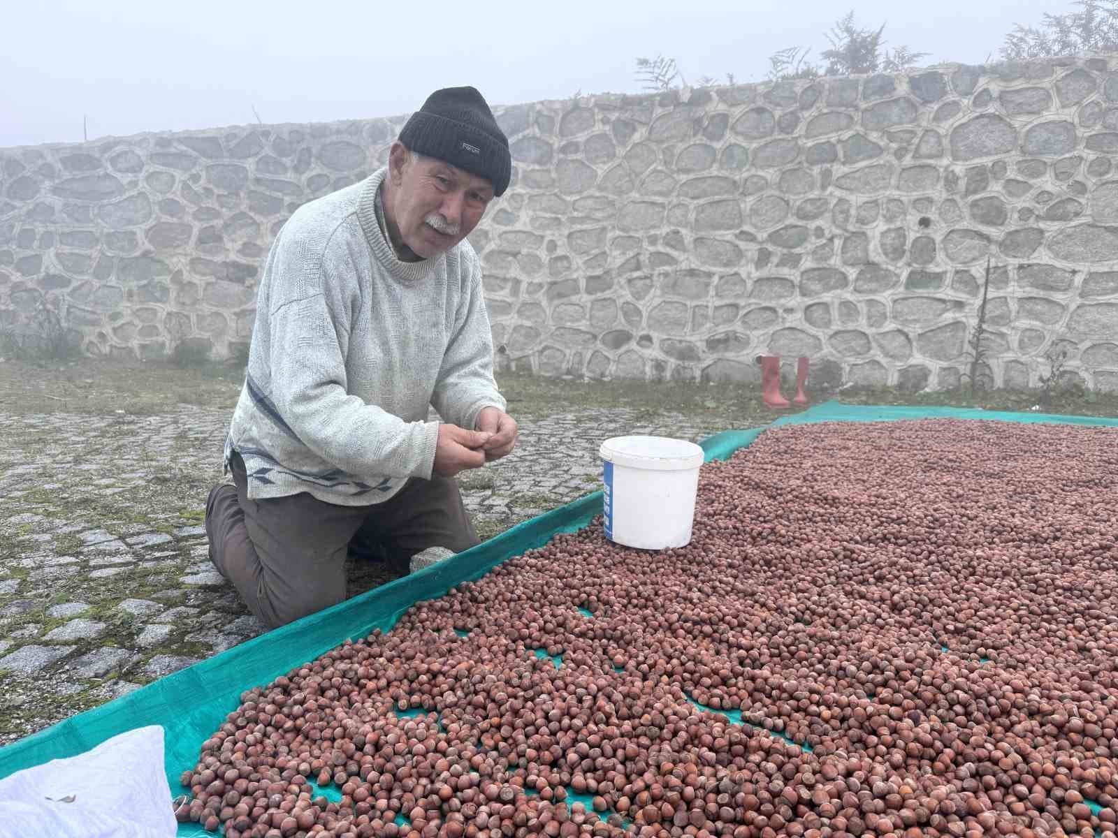 Giresunlu Fındık Üreticileri Kurutma Sorunuyla Mücadele Ediyor