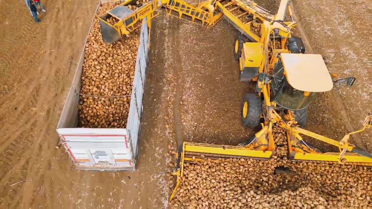Tekirdağ Çorlu'da Şeker Pancarı Hasadı Başladı: Dekar Başına 10 Ton Verim
