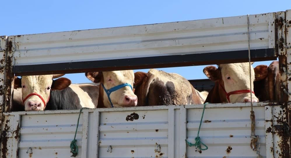 Bayburt'ta Şap Hastalığı Nedeniyle Hayvan Hareketliliğine Yasak Getirildi