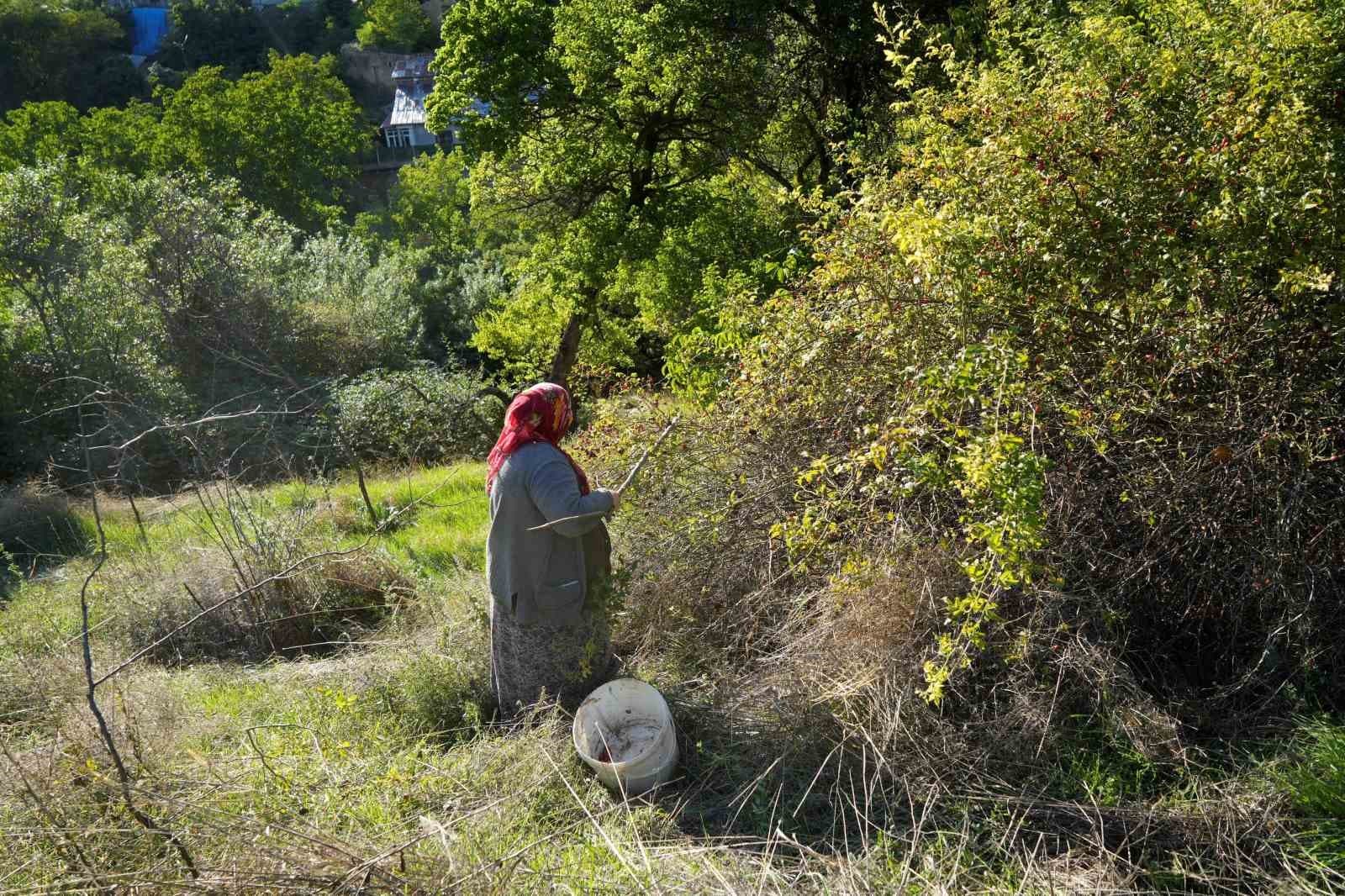 Gümüşhane'de Kuşburnu Mesaisi: Dikenli Dallardan Sofralara Uzanan Yolculuk