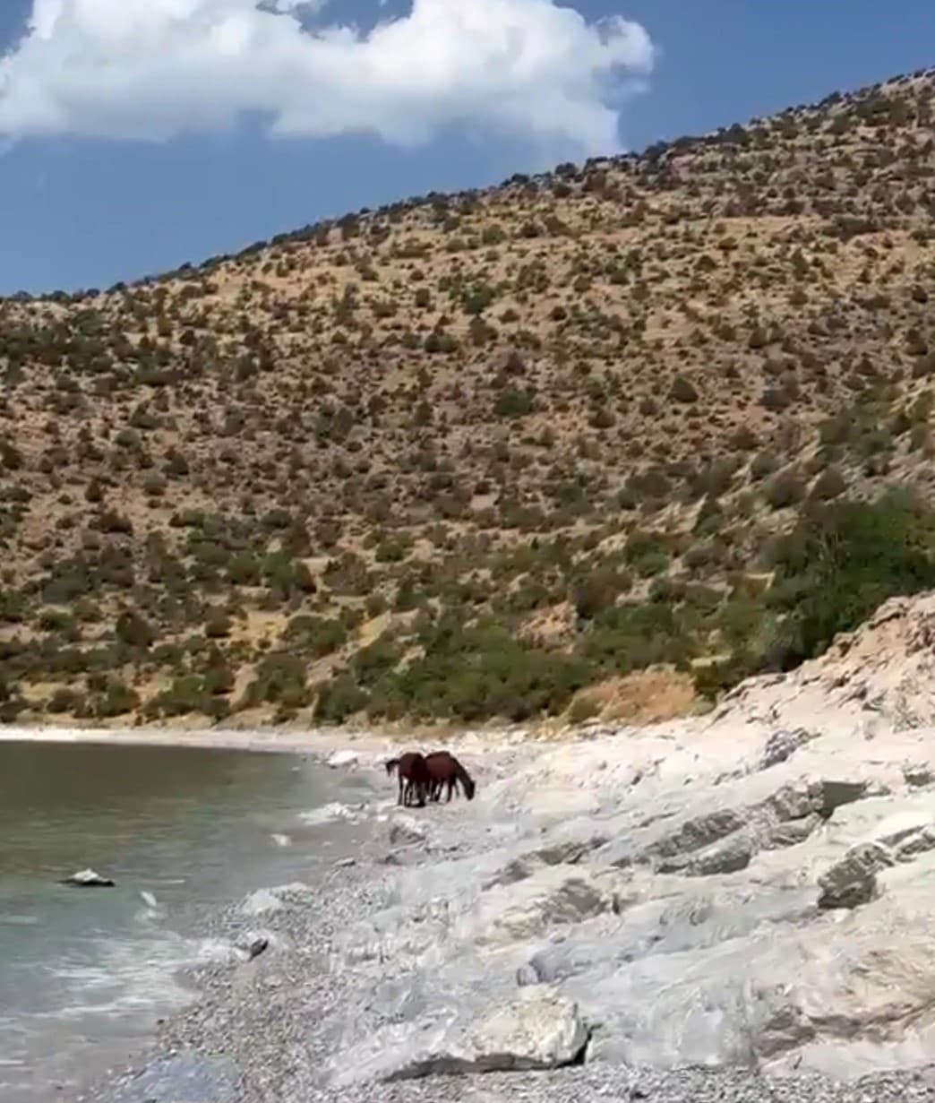 Van'ın Gevaş İlçesinde Yılkı Atları Görüntülendi
