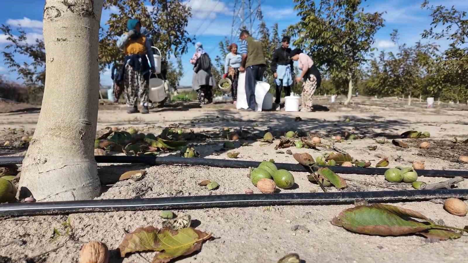 Çorlu'da Ceviz Hasadı Heyecanı: Üreticiler Verim Bekliyor