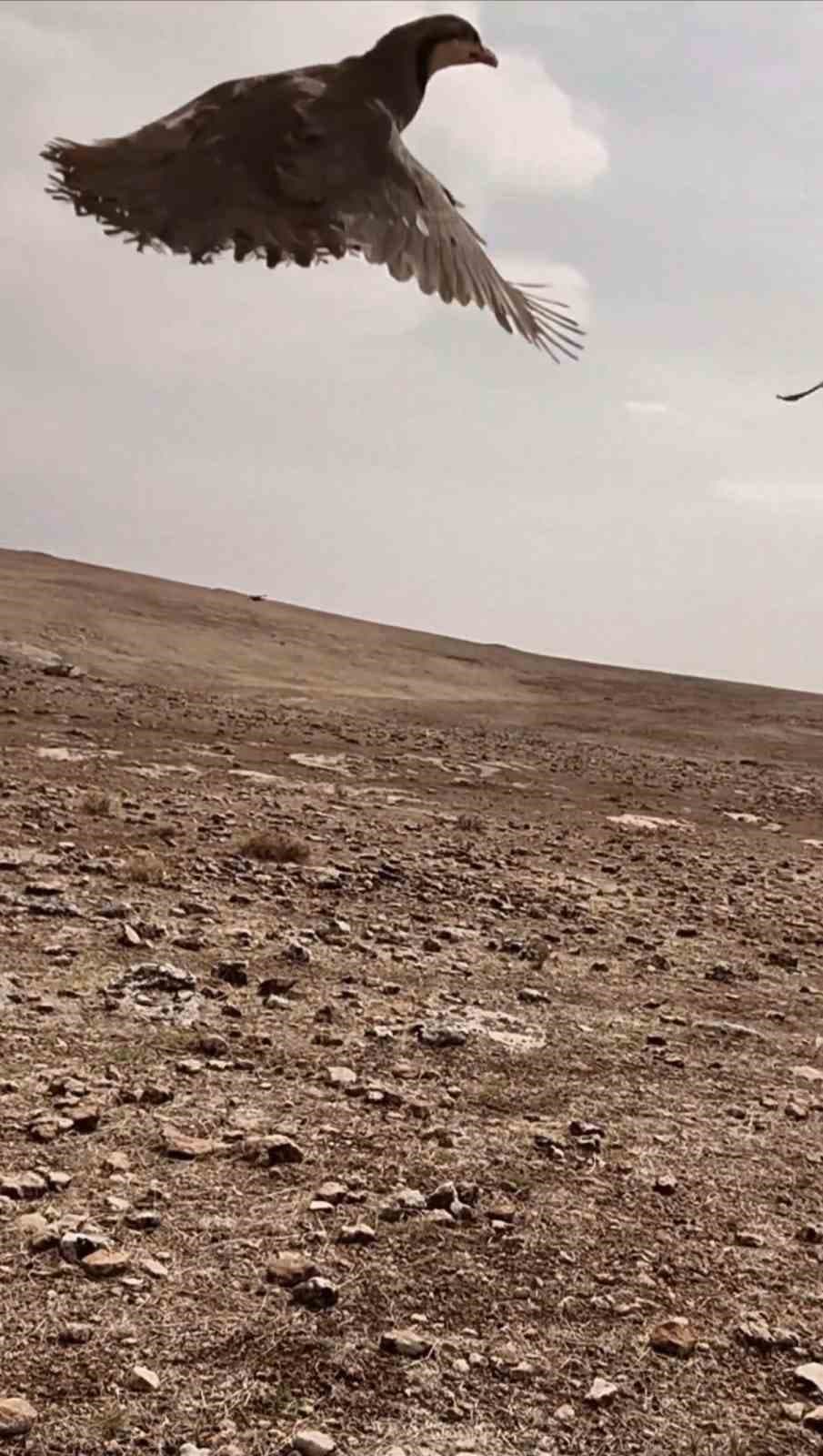 Mardin'de Kaçak Keklik Avcılığına Ağır Para Cezası