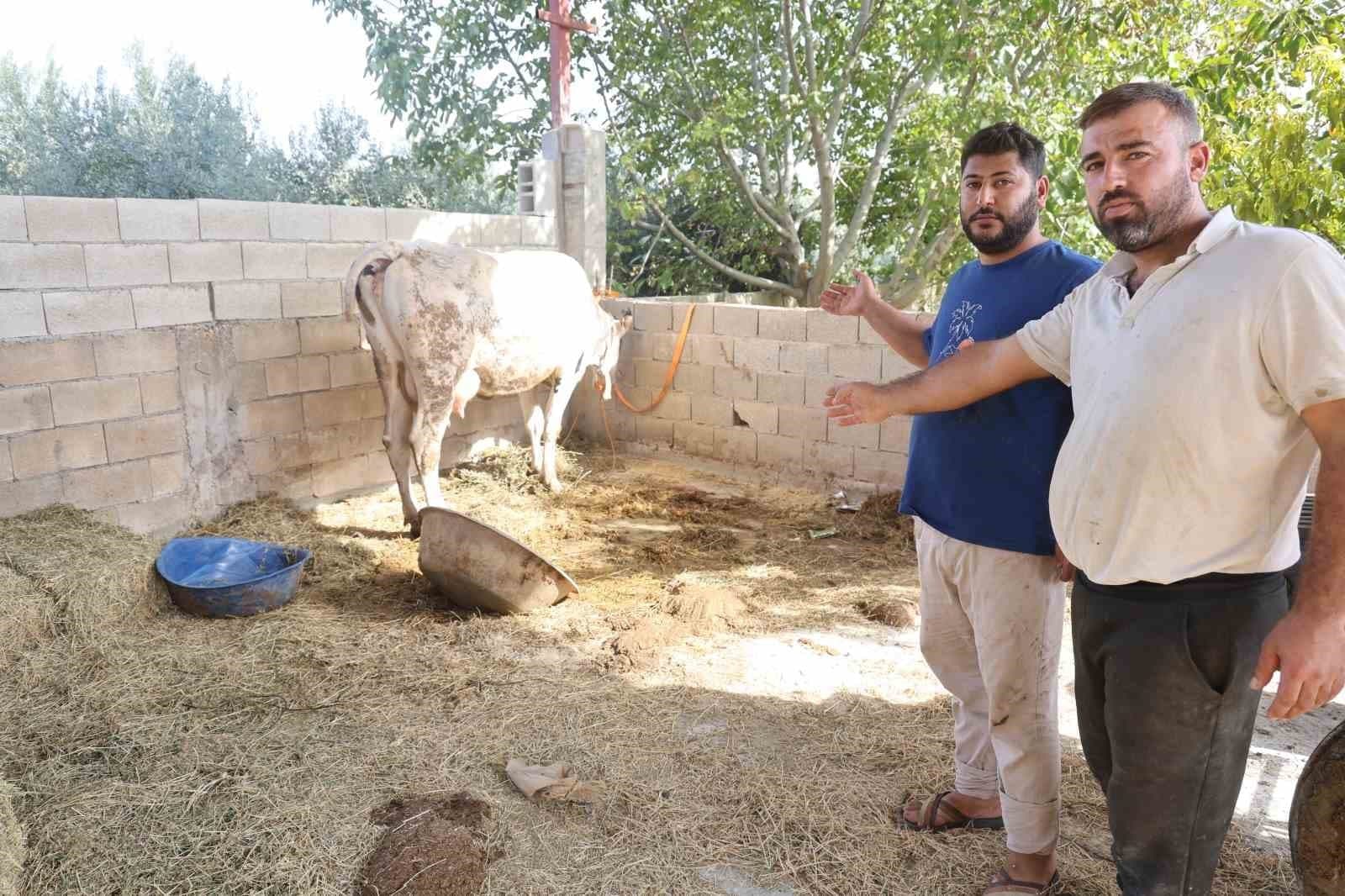 Kırıkhan'da SAT-1 Şap Hastalığı Alarmı: Hayvanlar Telef Oldu, Pazarlar Kapatıldı