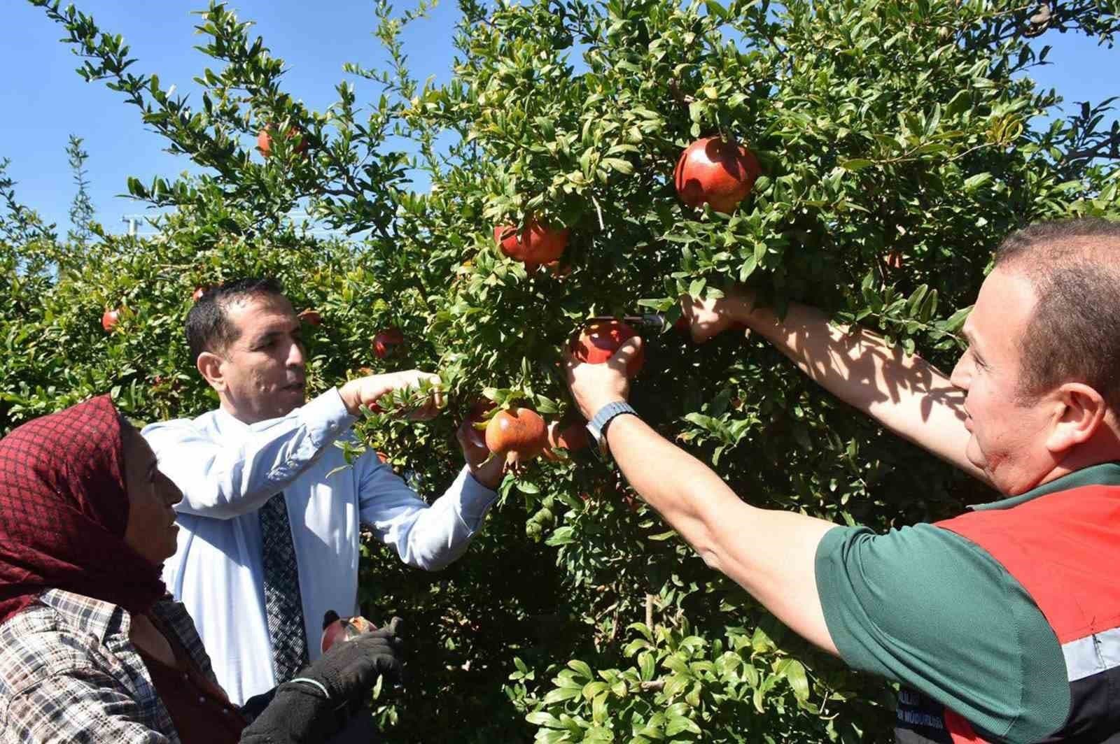 Ortaca'da Nar Hasadı Heyecanı