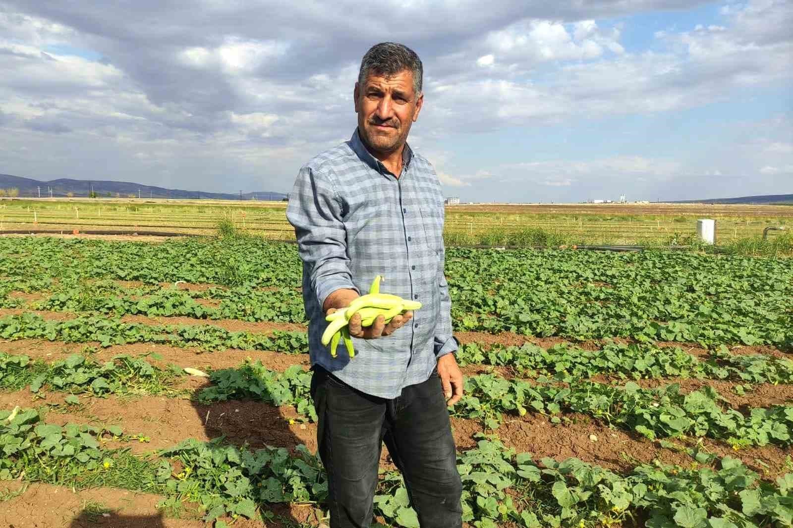 Araban Ovası'nda Turşuluk Acur Hasadı Başladı