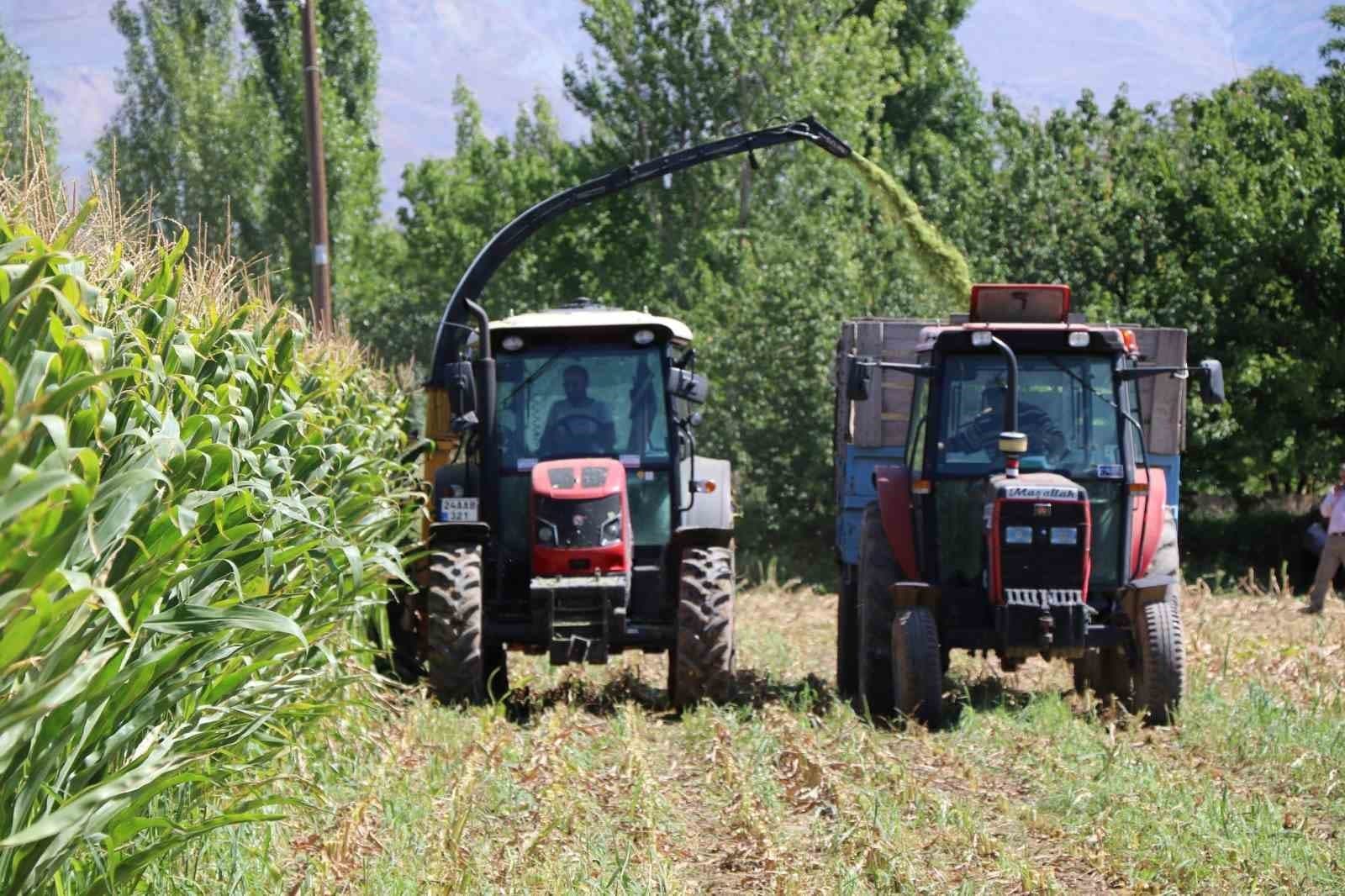 Erzincan'da Silajlık Mısır Hasadı Tüm Hızıyla Sürüyor