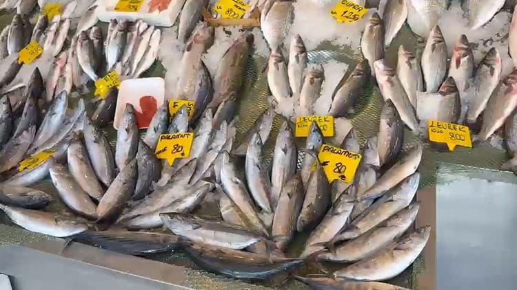 Palamutta 25 Yıl Sonra Gelen Büyük Bolluk