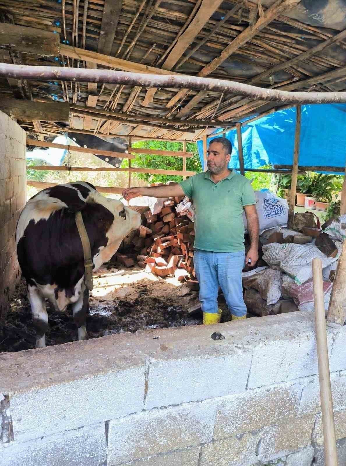 Hatay'da SAT-1 Varyantı Şap Hastalığına Karşı Aşılama Seferberliği