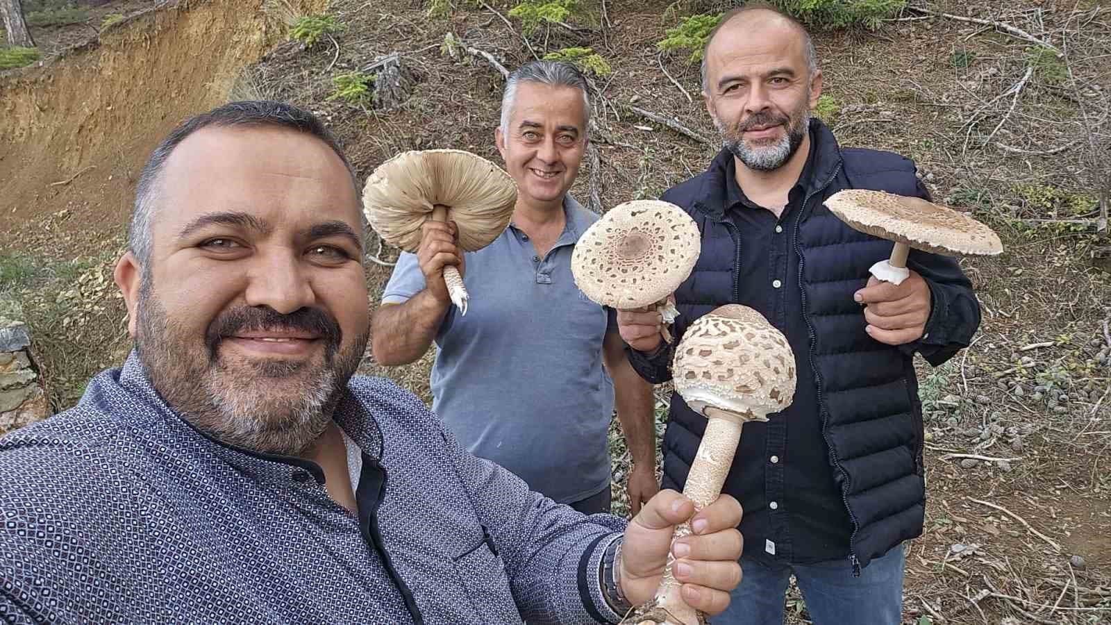 Beyşehir'de Dev Mantarlar İçin İlginç Hasat Yöntemi