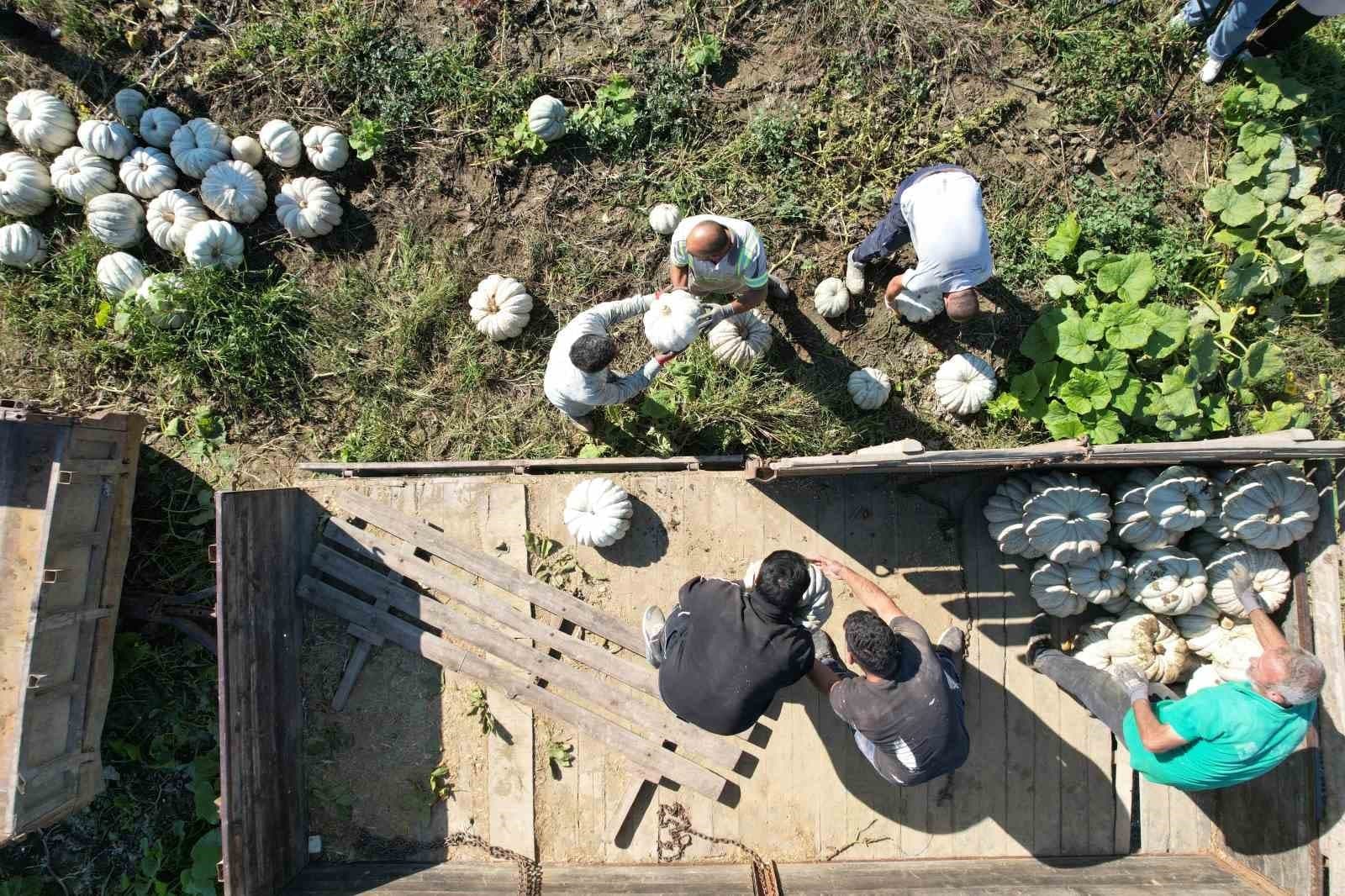 Sakarya'nın Coğrafi İşaretli 'Beyaz Elması'nda Hasat Heyecanı