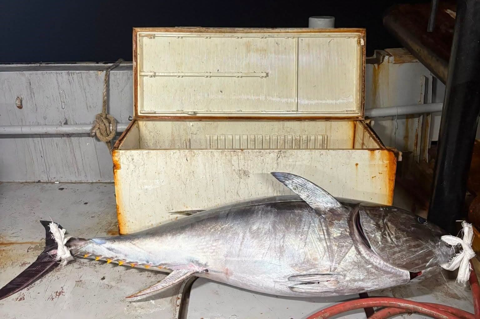 Saros Körfezi'nde Dev Orkinos Avı: 175 Kilogram