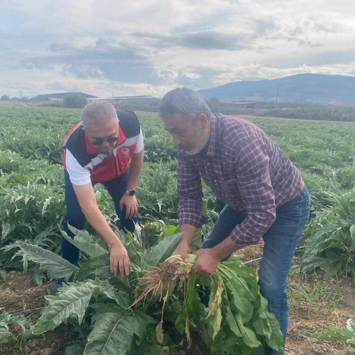 Coğrafi İşaretli Gölhisar Enginarında Hasat Heyecanı