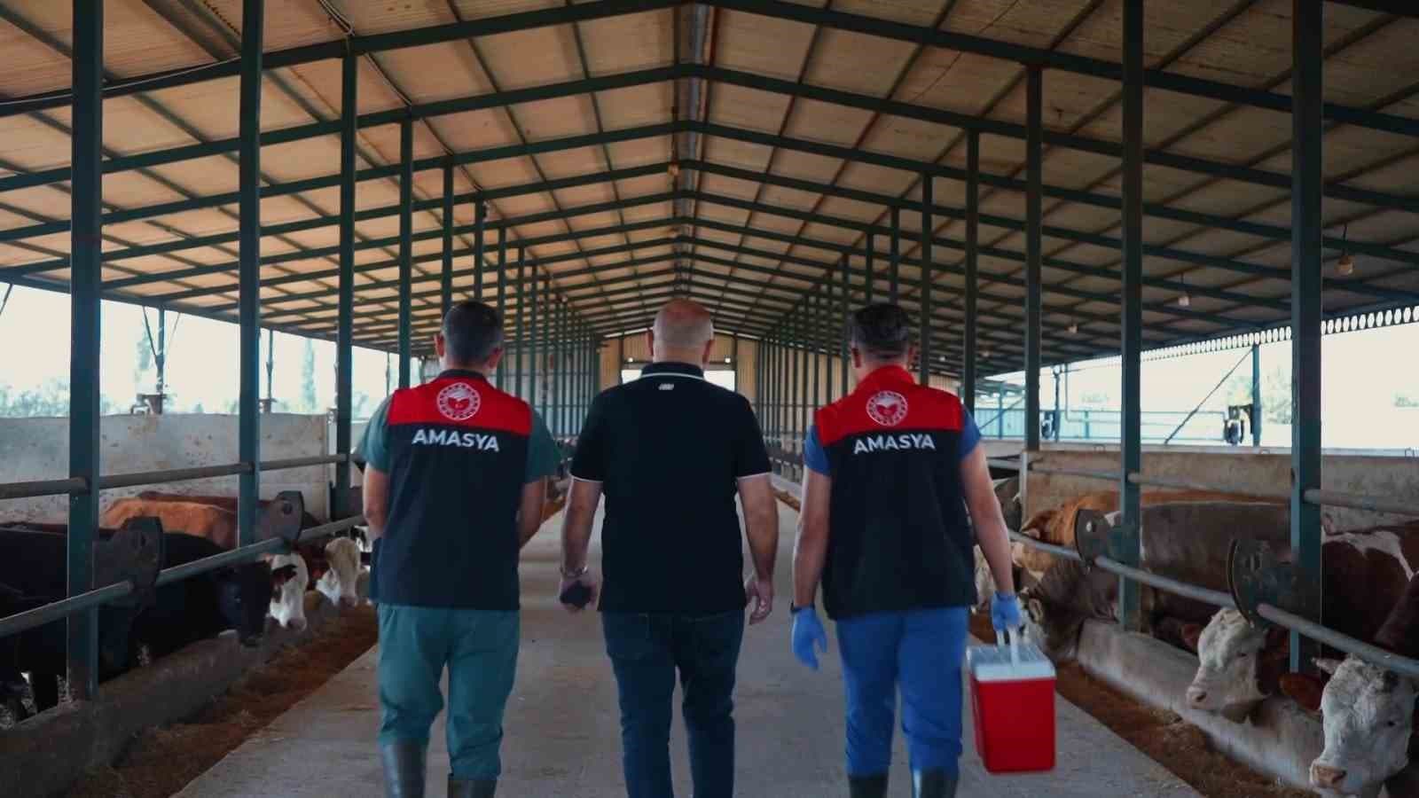 Amasya'da Şap Hastalığına Karşı 200 Bin Büyükbaş Hayvan Aşılanıyor