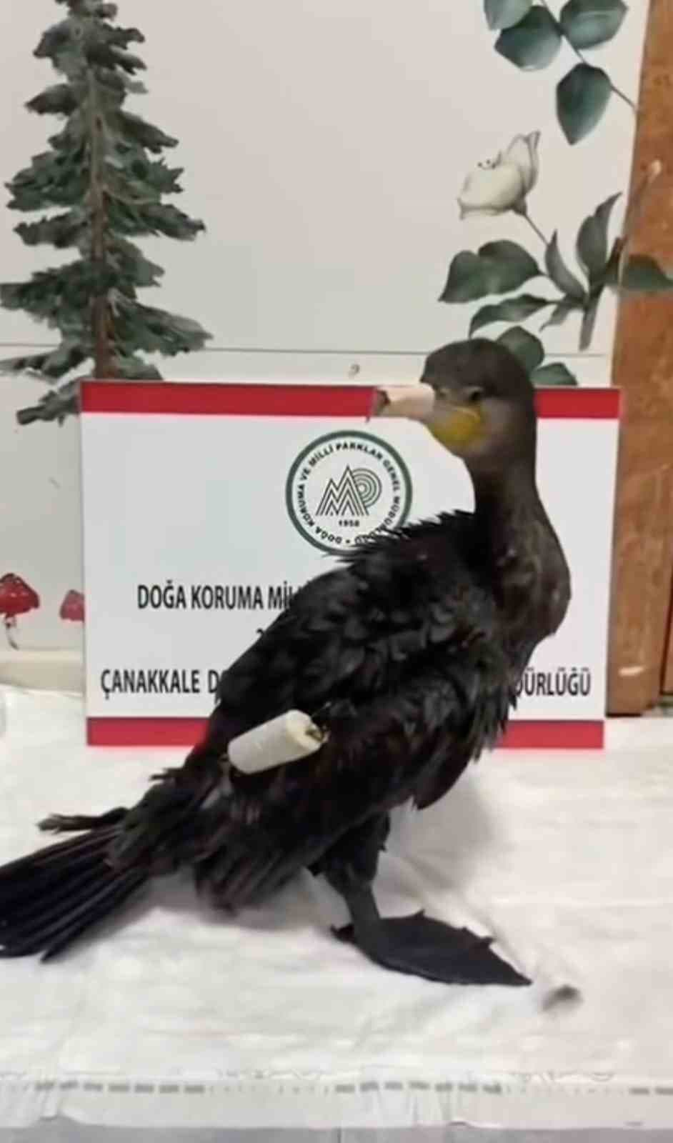 Çanakkale'de Misinaya Takılan Karabatak Tedavi Edilerek Doğaya Salındı