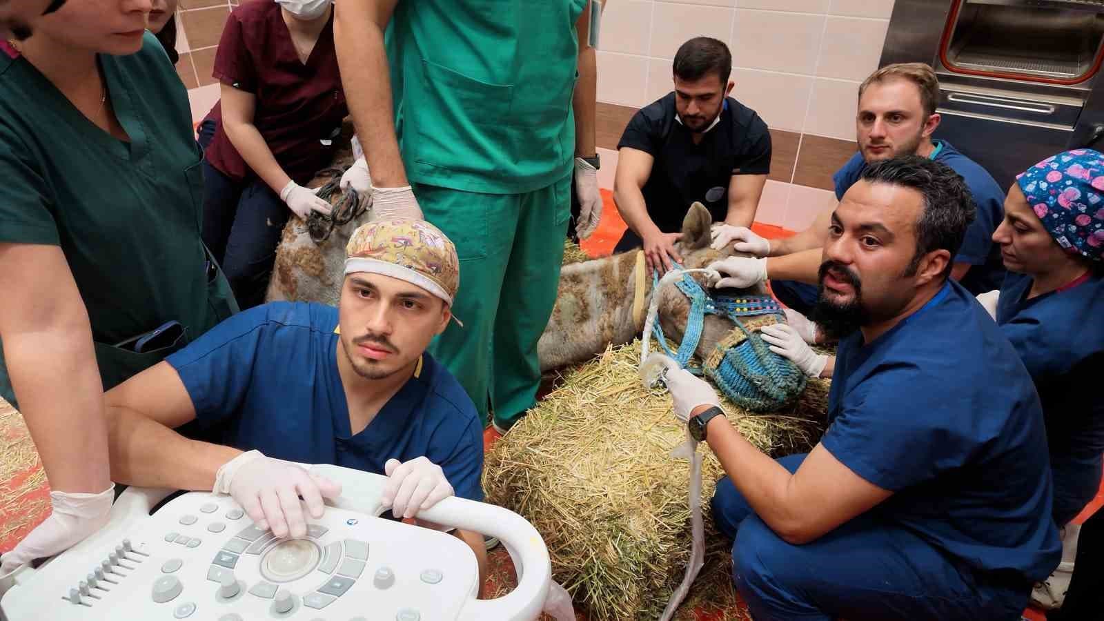 Türkiye'de Bir İlk: Retina Hastalığı Olan Deveye Kök Hücre Tedavisi