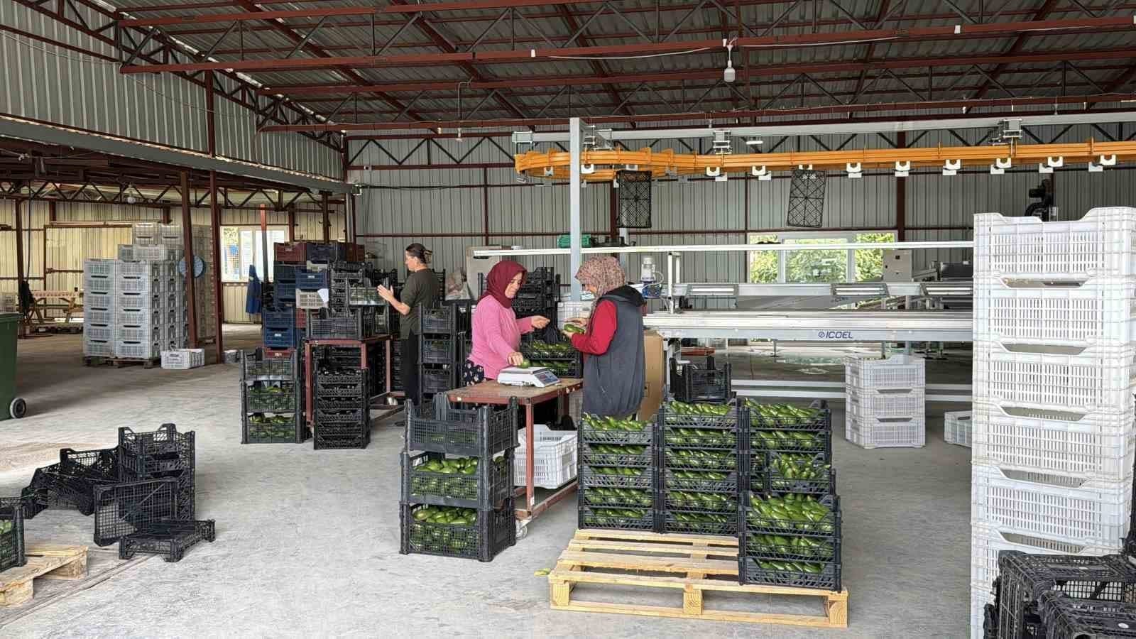 Gazipaşa Avokadoları Gürcistan Pazarına Açılıyor