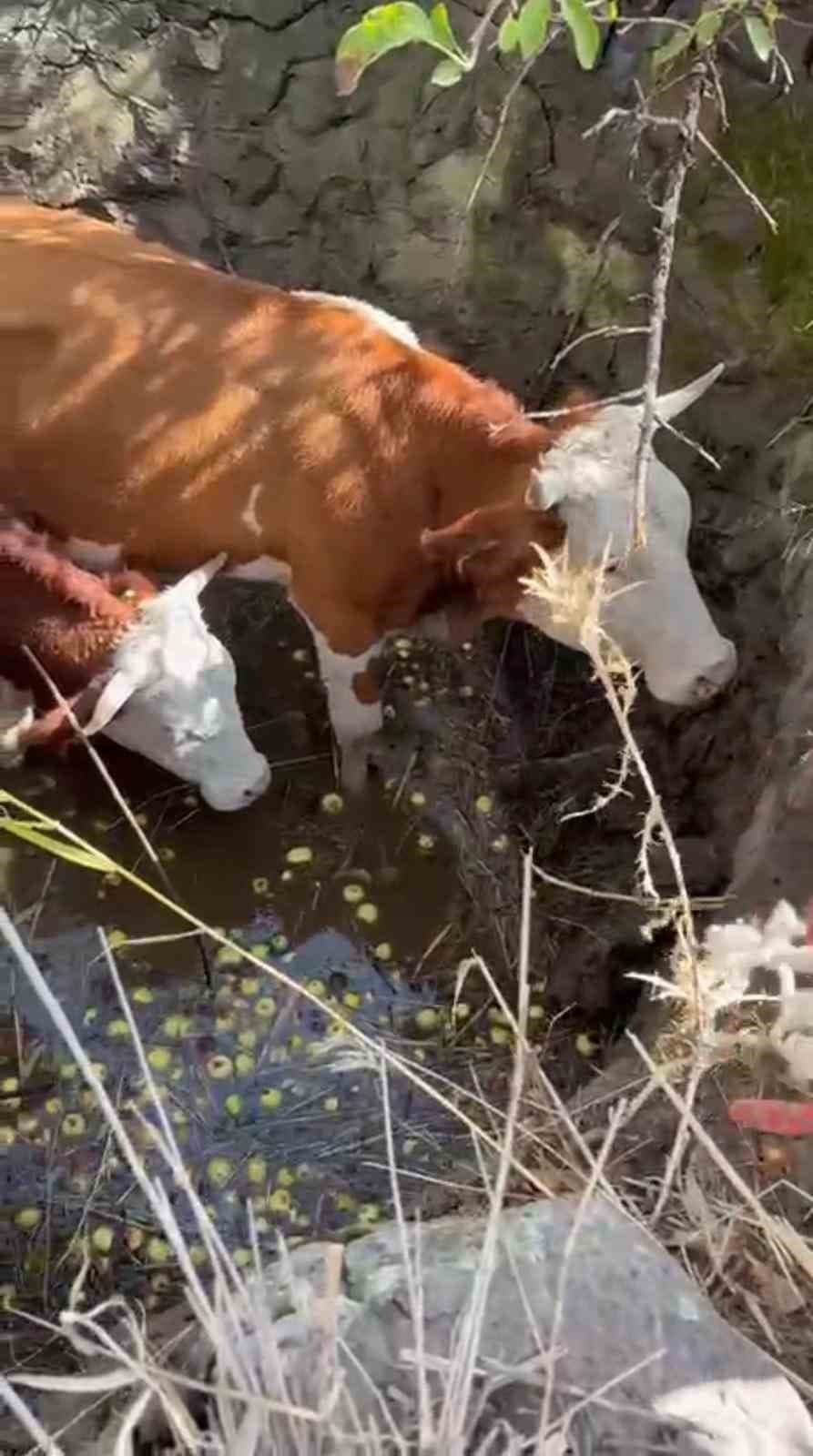 Bingöl'de Çukura Düşen İnekler Ekiplerce Kurtarıldı