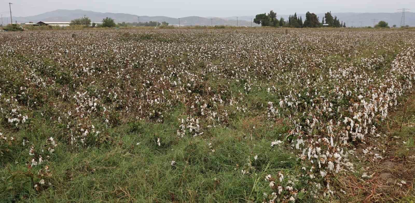 Aydın'da Sonbahar Yağışları Pamuk Üretimini Olumsuz Etkiledi