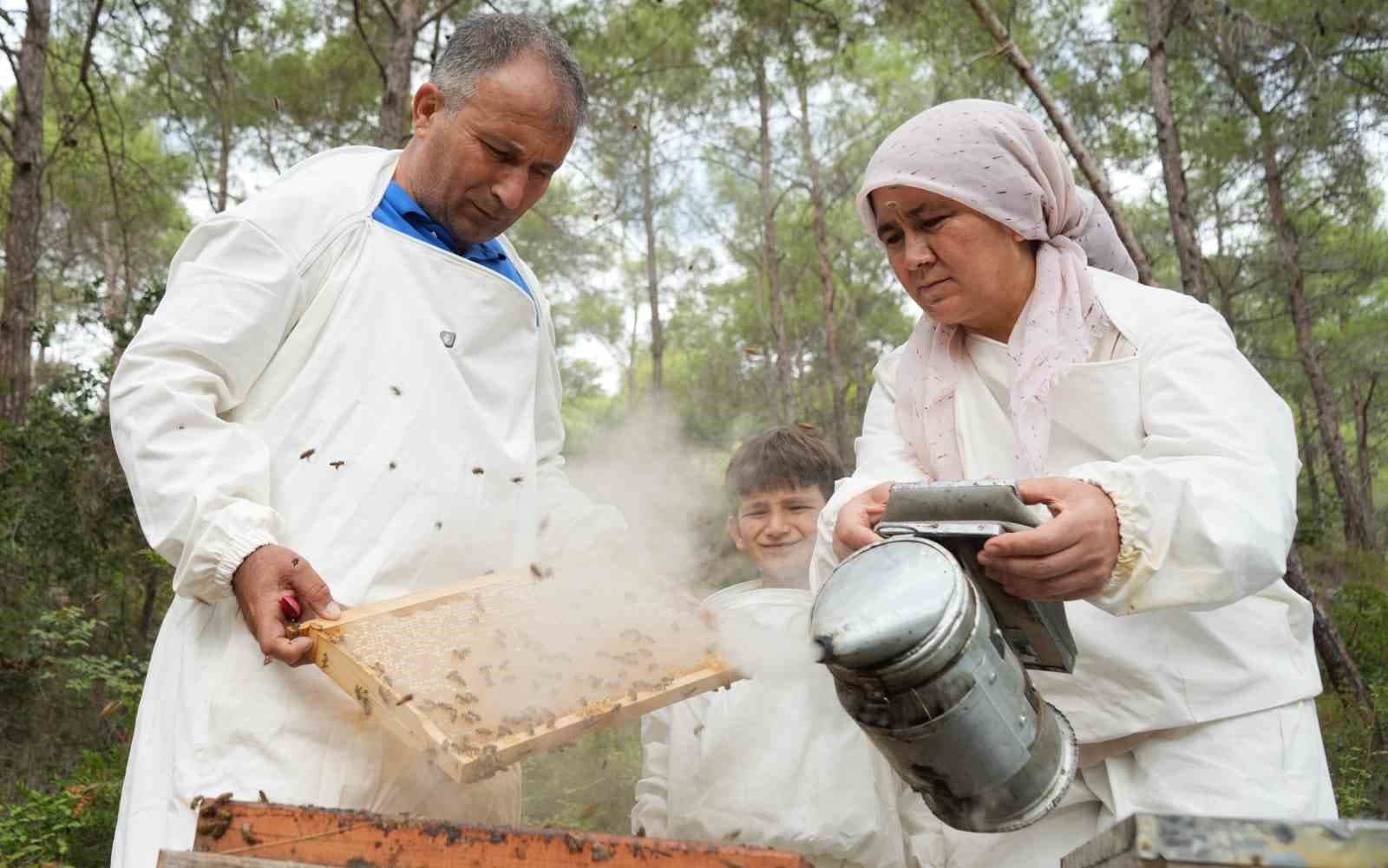 Dünya Çam Balı Üretiminin Merkezi Türkiye'de Hasat Heyecanı