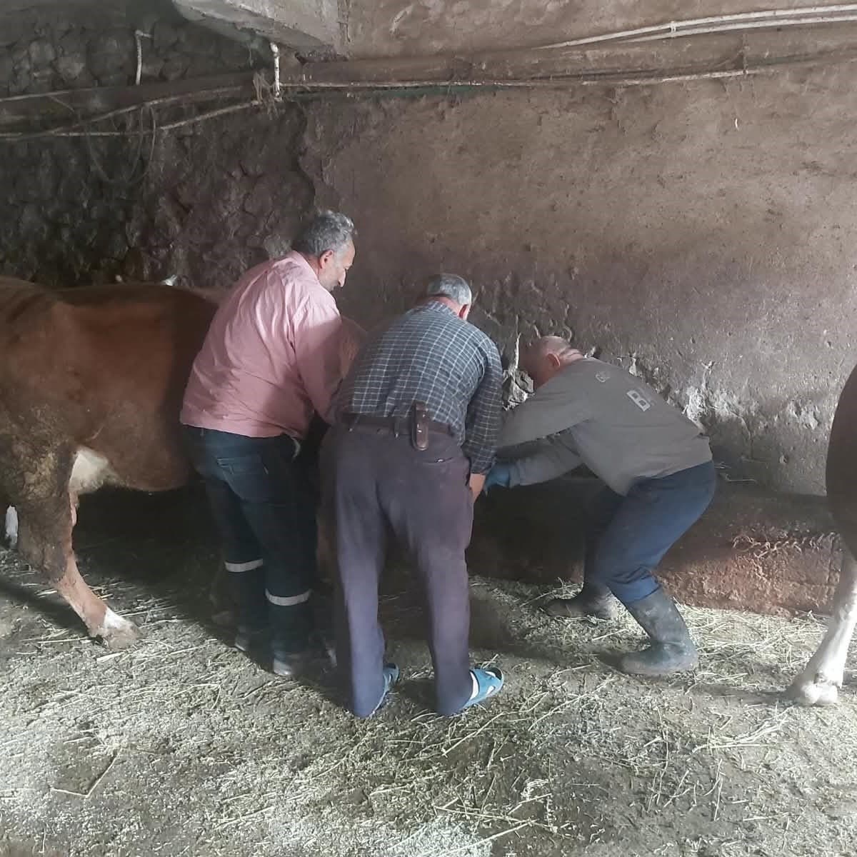 Aydıntepe'de Hayvancılık İşletmelerine Küpe ve Kayıt Denetimi