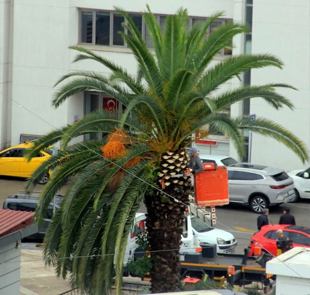 Cumhuriyet Meydanı'ndaki Palmiyeler Kış Bakımına Alındı