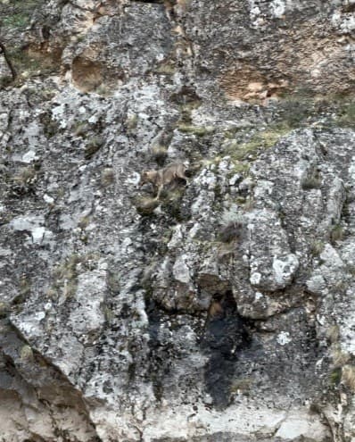 Aydınlık Kanyonu'nda Kurt ve Yaban Keçileri Arasındaki Mücadele Anbean Kaydedildi