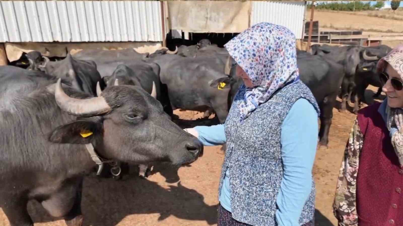 Tekirdağlı Kadınların Manda Yetiştiriciliği ile Gelen Başarı Hikayesi