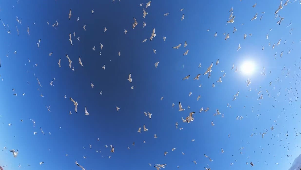 Erzurum'da Binlerce Martı Drone Kamerasına Yakalandı