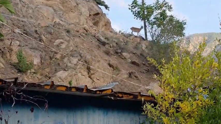 Erzurum'da Sıra Dışı Dostluk: Dağ Keçileri Evin Çatısını Yuva Yaptı