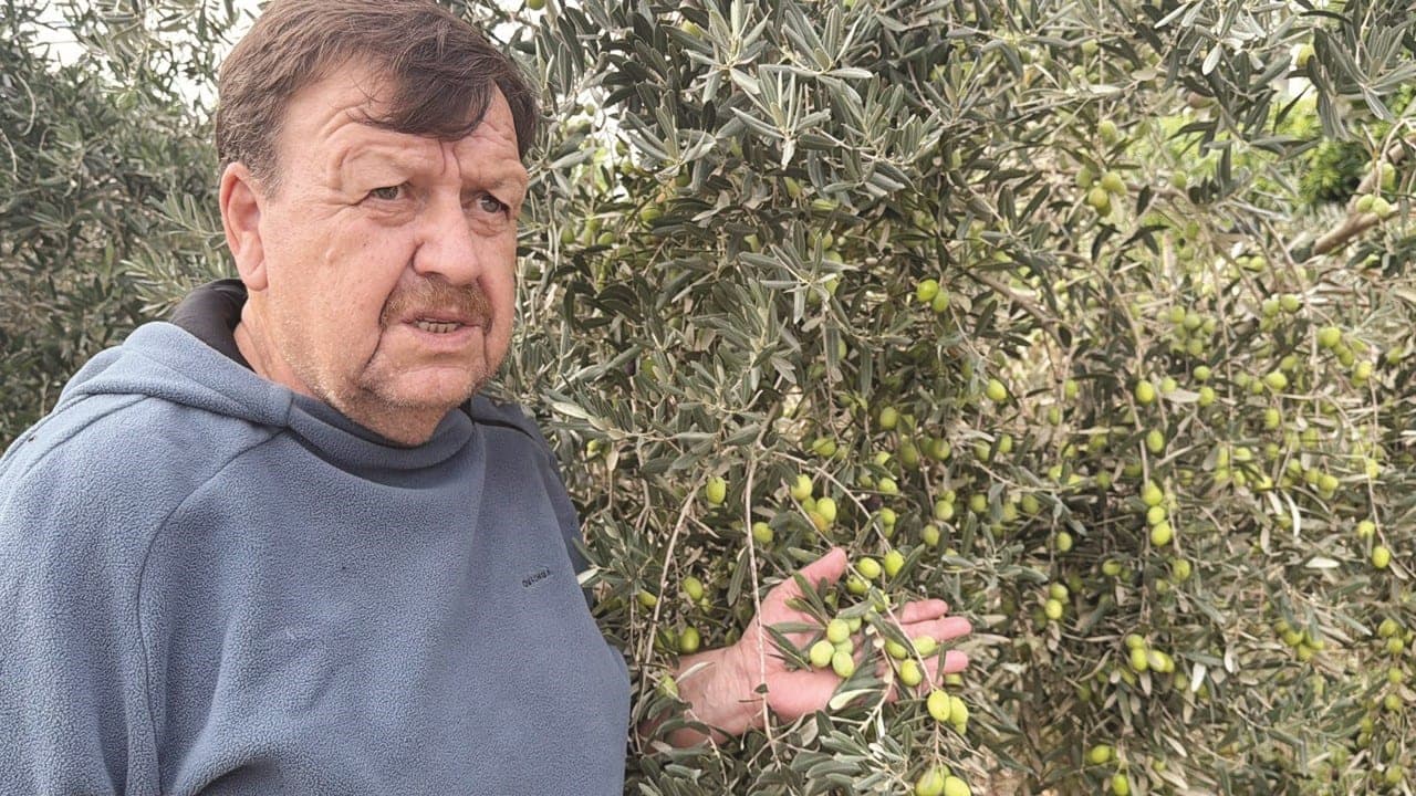 Antalya'nın Coğrafi İşaretli Tavşan Yüreği Zeytini COP31 ile Dünyaya Tanıtılacak