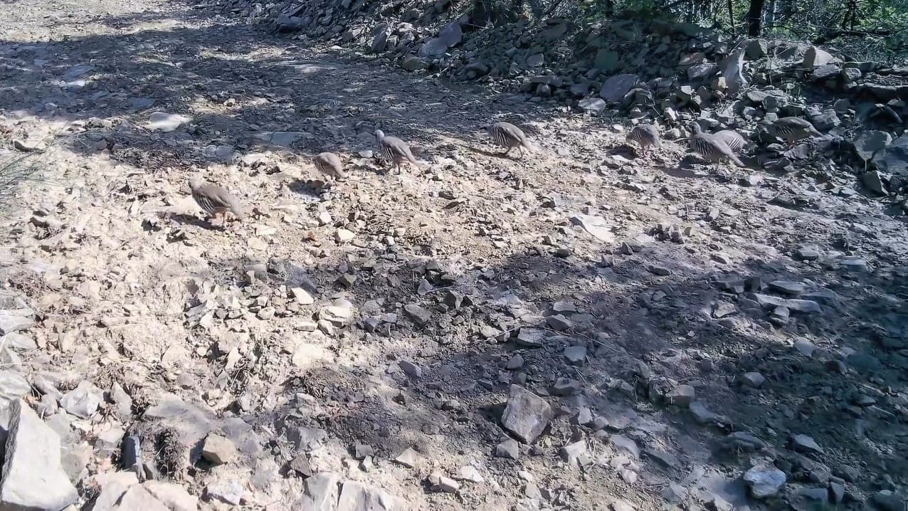 Ganos Dağları'nda Keklik Sürüsü Kameraya Yakalandı