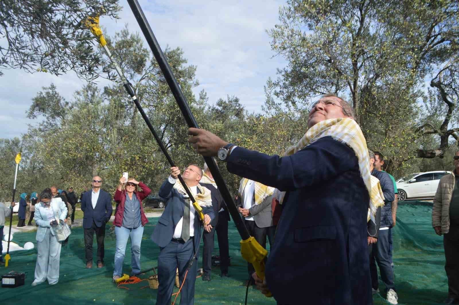 21. Uluslararası Zeytin Hasat ve Turizm Festivali’nde hasat yapıldı