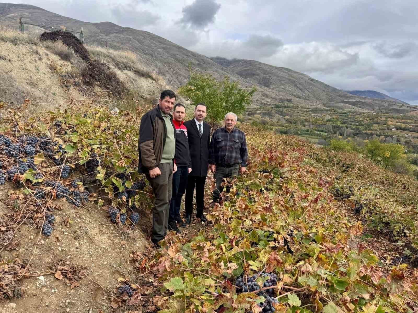 Üzümlü Kaymakamı Hökelekli üzüm bağında incelemelerde bulundu